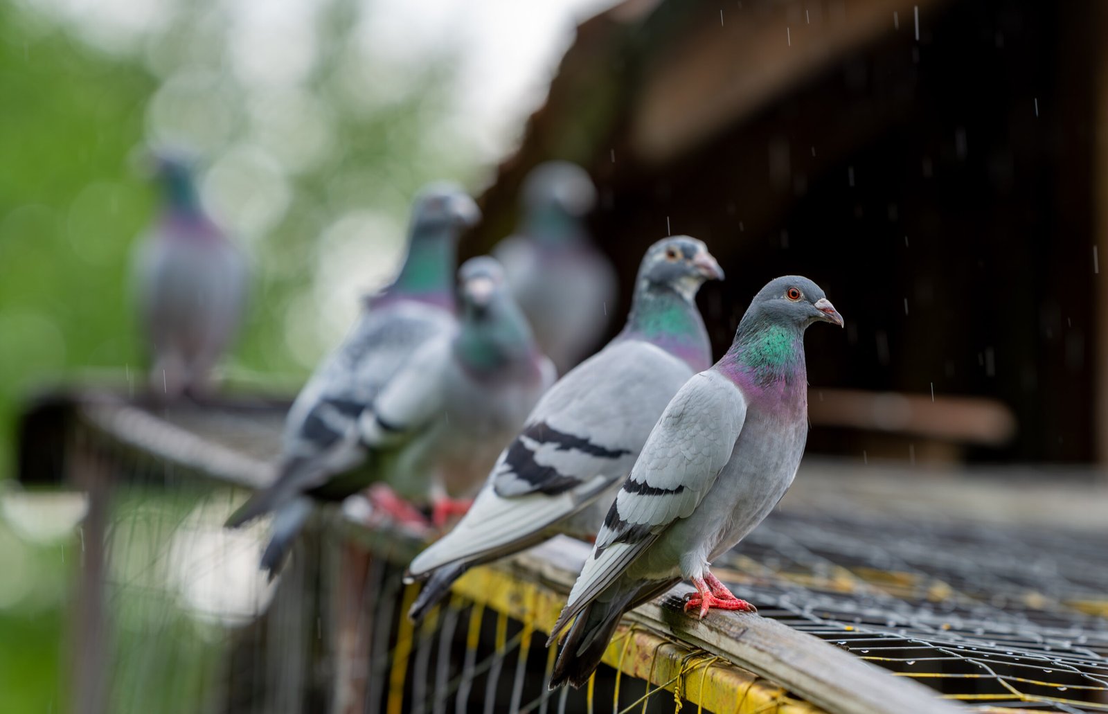 Two pigeons perched on a fence under rain